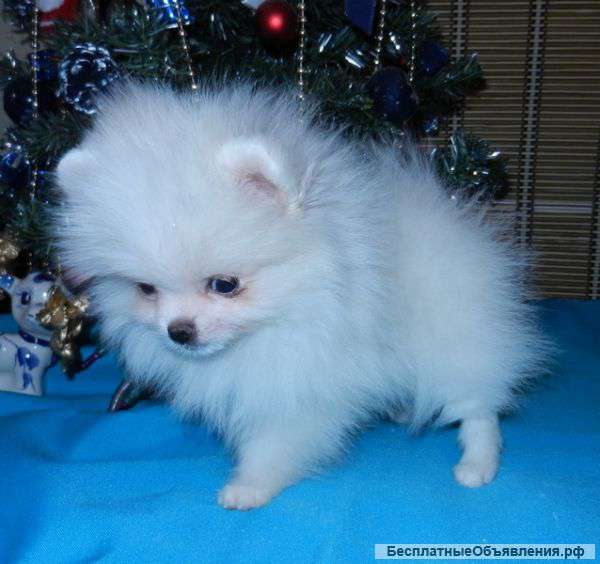 Щенки шпица. Питомник РКФ