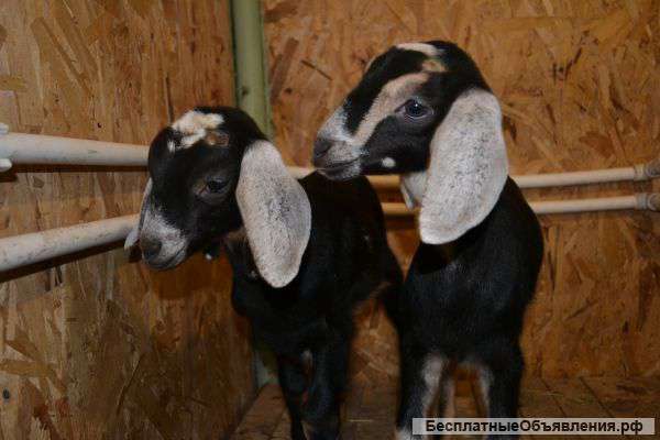 Козлята на 87,5% нубийские