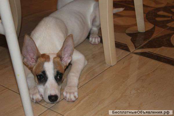 Отдадим щеночка в хорошие руки