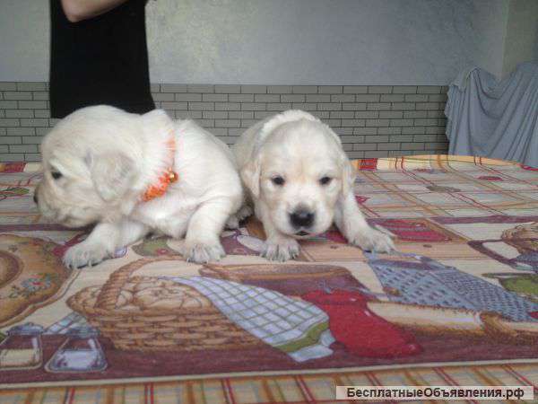 Золотистые ретриверы