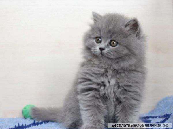 Роскошные сибиряки