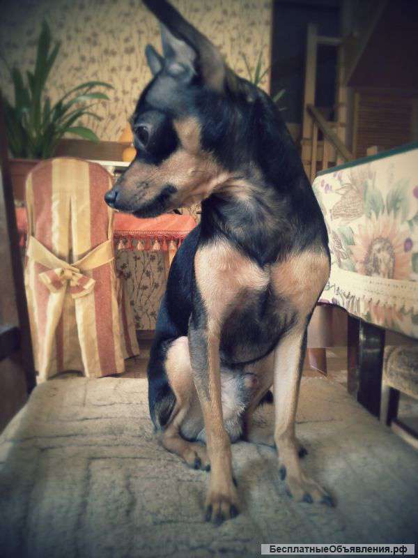 Русский той терьер приглашает на вязку