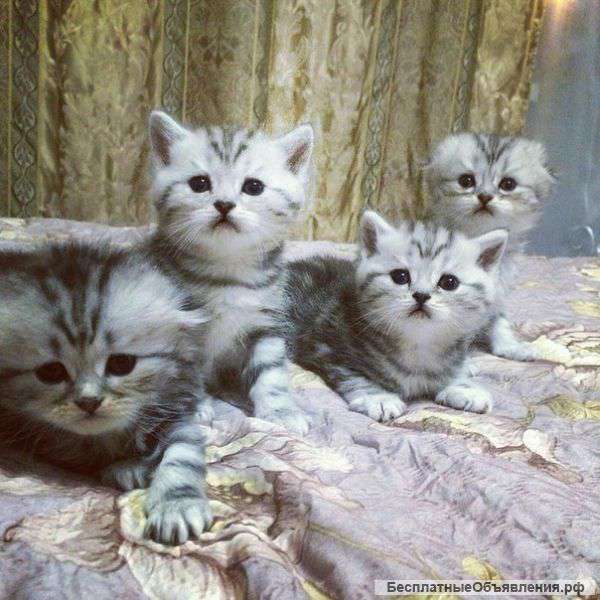 Котята окрас Мрамор