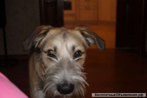 Отдадим собачку хорошим хозяевам