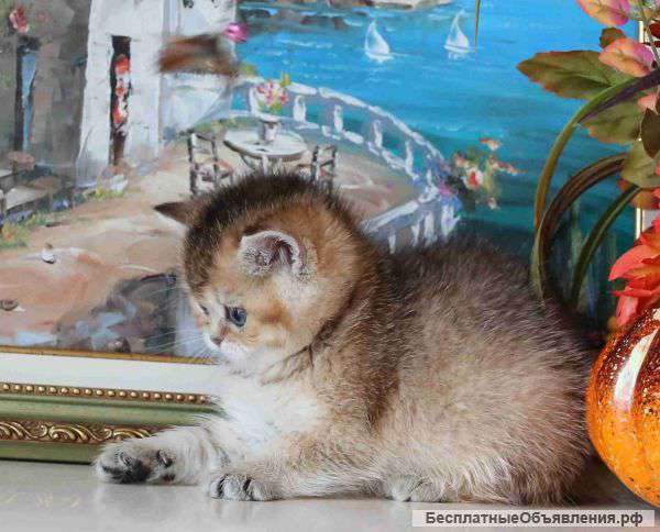 Ослепительная звездочка