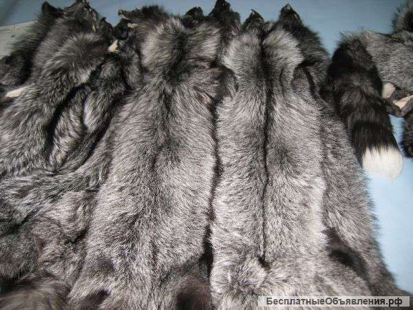 Лиса чернобурка