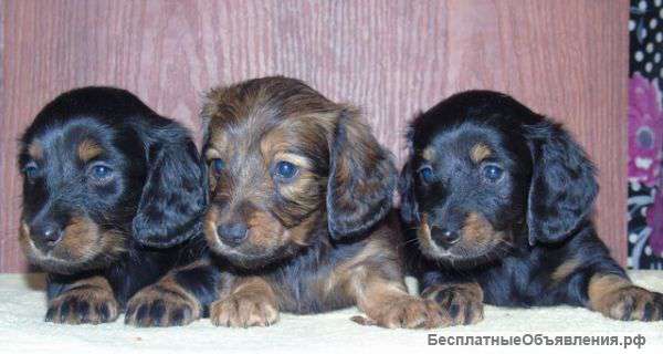 Такса стандартная Щенки продам