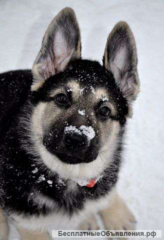 Щенки восточноевропейской овчарки