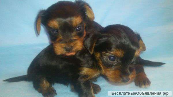 Щенки Йоркширского терьера. Документы РКФ.