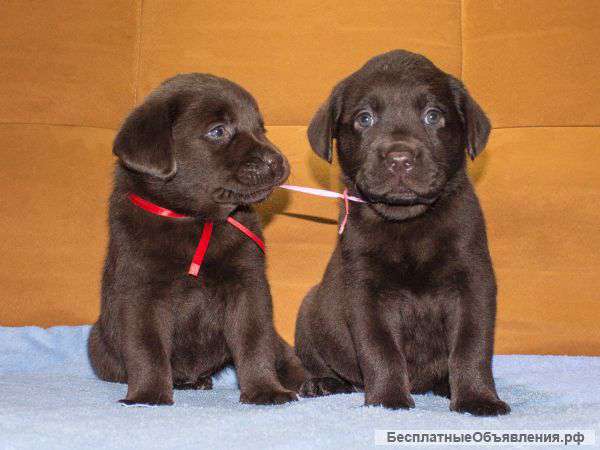 Щенков Лабрадора