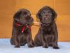 Щенков Лабрадора