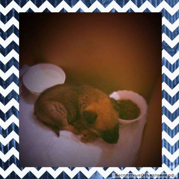 Я спасаю собак