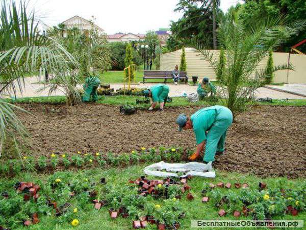 Озеленитель парков и садов
