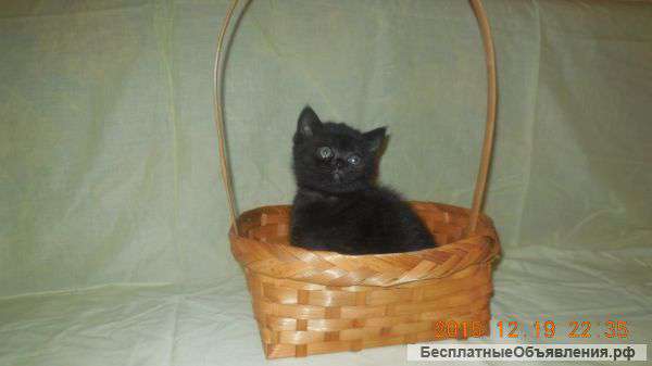 Котята Британцы