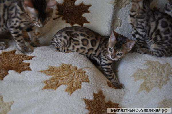 Бенгальские котята