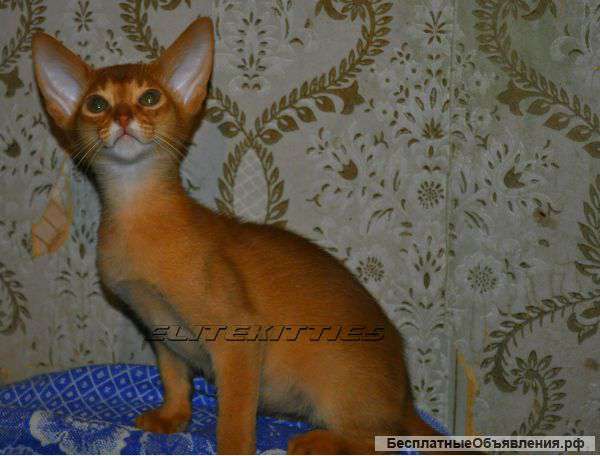 Абиссинские котята