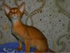 Абиссинские котята