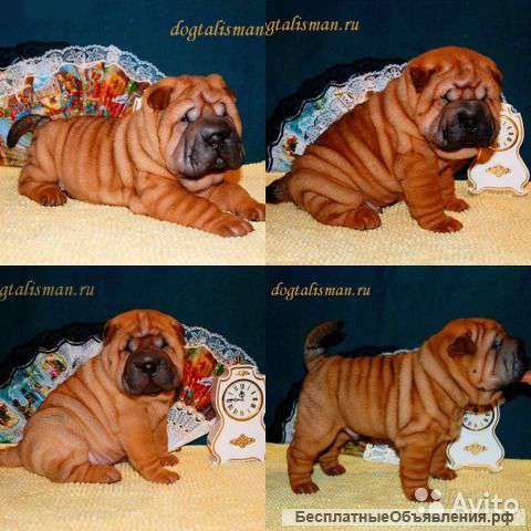 Щенки шарпея для вас