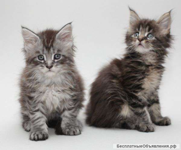 Кошки мейн кун