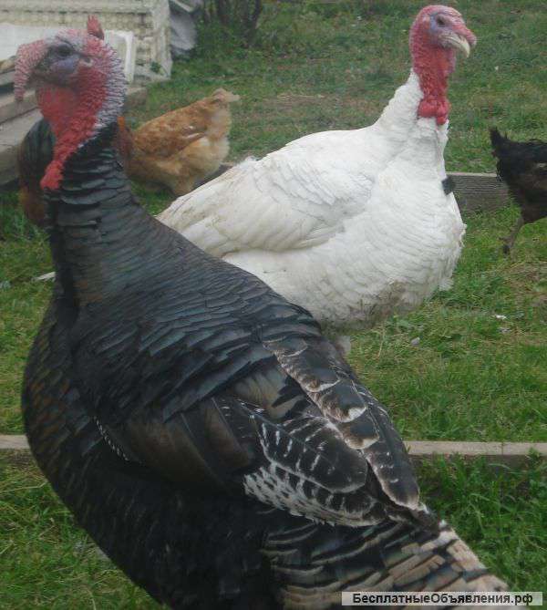 Индюшата. Перепела, клетки, яйцо