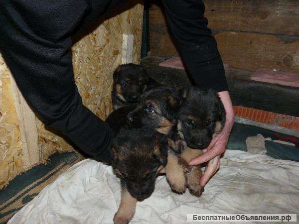 Щенки немецкой овчарки