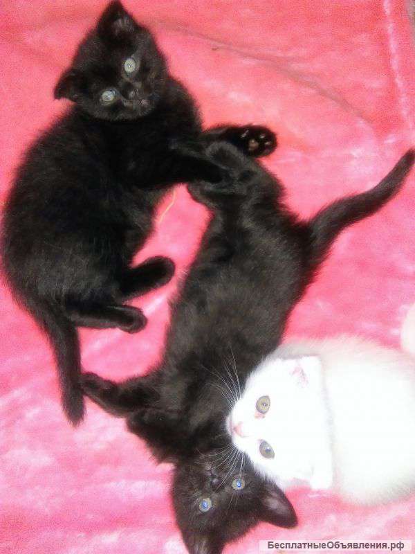 Шотландские котята