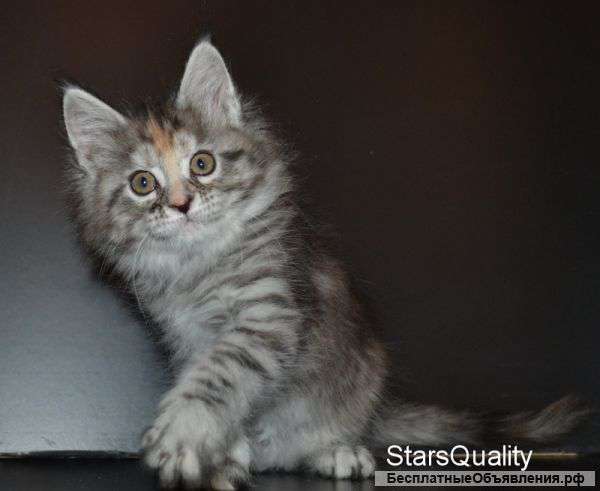 Котята породы мейн-кун