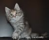 Котята породы мейн-кун