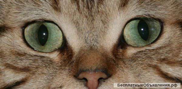 Британские котята