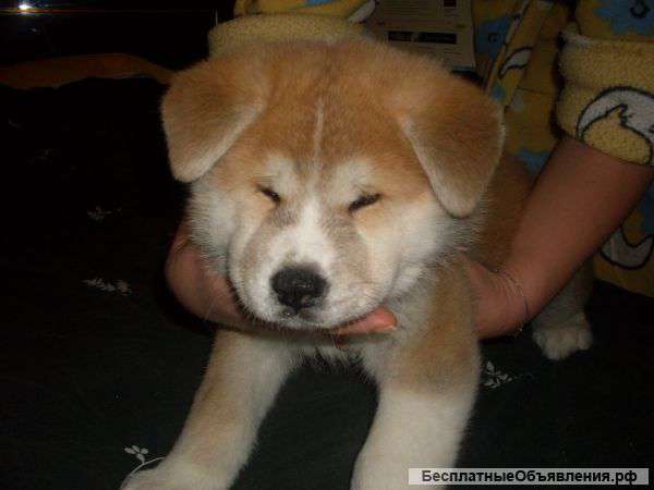 Щенков Акиты