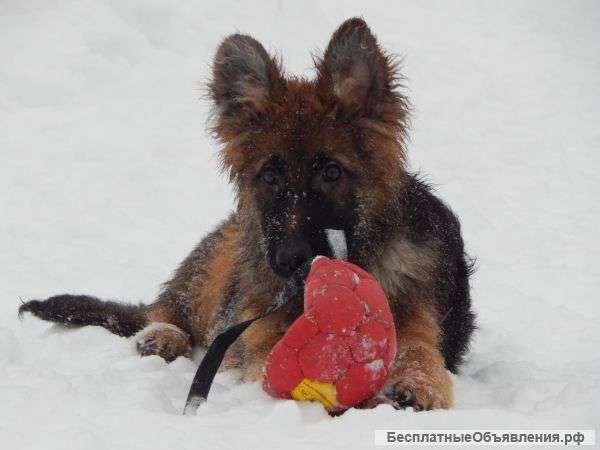 Шикарные щенки немецкой овчарки