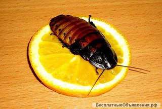 Уничтожение тараканов и клопов