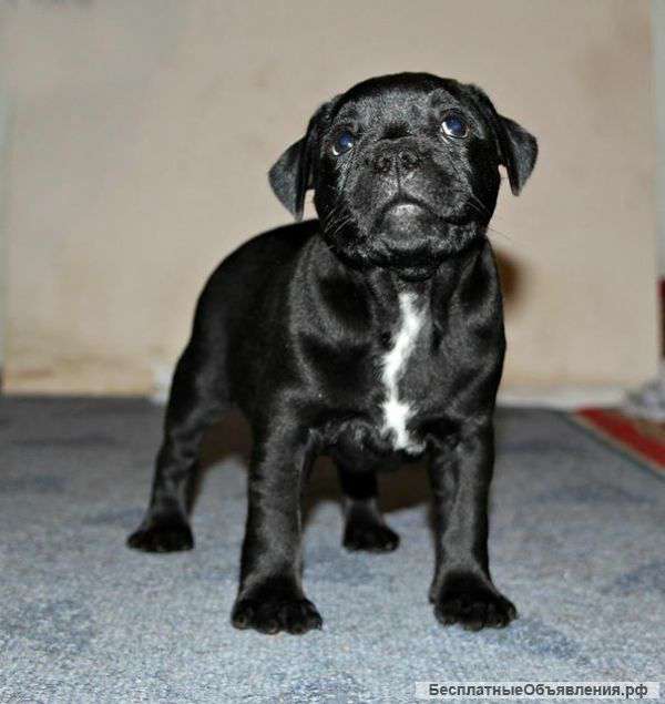 Стаффордширский бультерьер