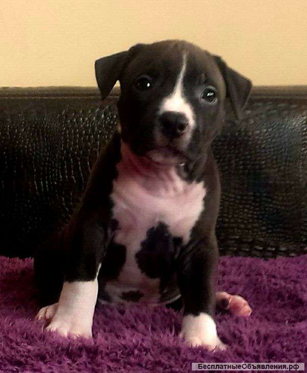 Высокопородные щенки Амстаффтерьера мальчики и девочки