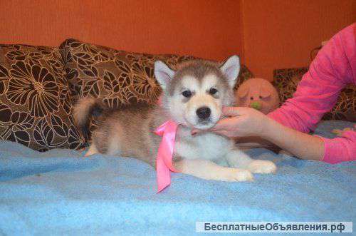 Щенка аляскинского маламута