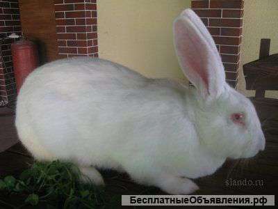 Кролики Великаны для разведения
