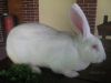 Кролики Великаны для разведения