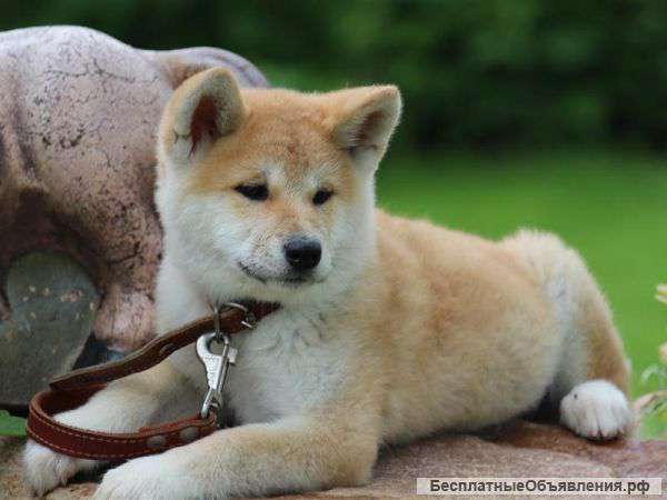 Щенок Акита даром