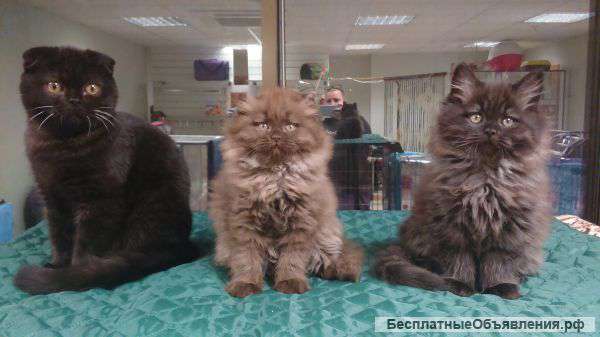 Шотландские котята