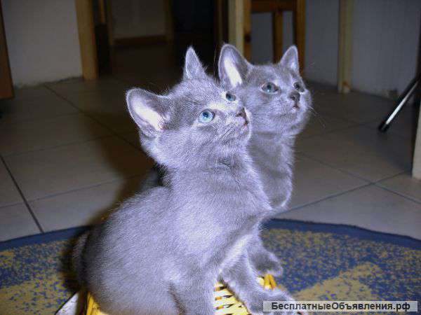 Котята русская голубая