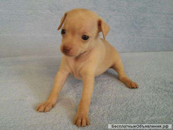 Той-терьер, палевый, шоколад, рыжий, РКФ