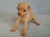 Той-терьер, палевый, шоколад, рыжий, РКФ