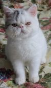 Котята экзотические короткошерстные
