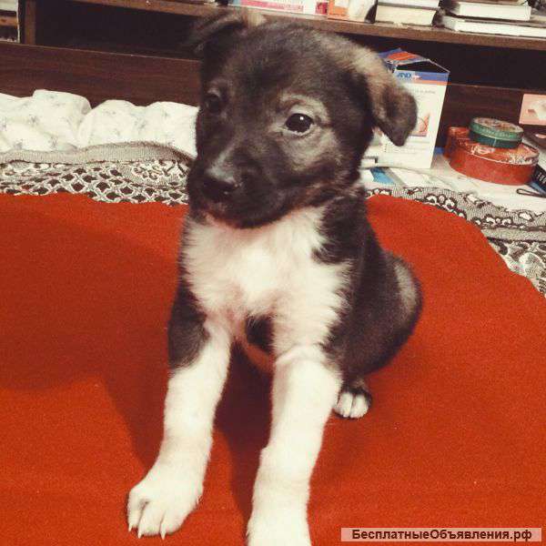 Ищем дом и маму для щенка