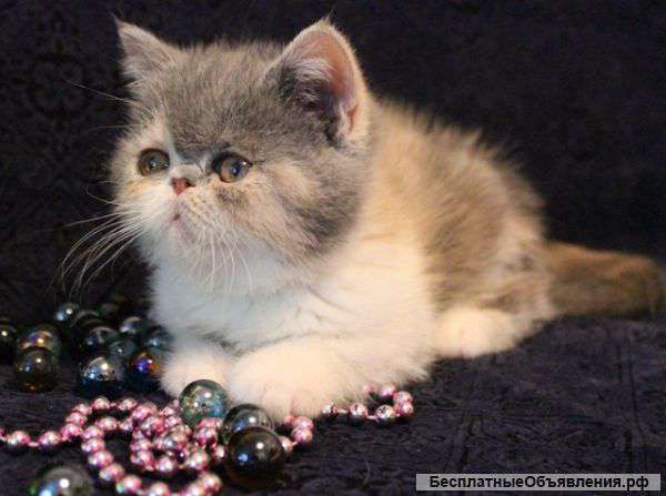 Экзотические короткошерстные кошки Питомник