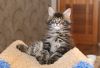 Котенок мейн кун из питомника