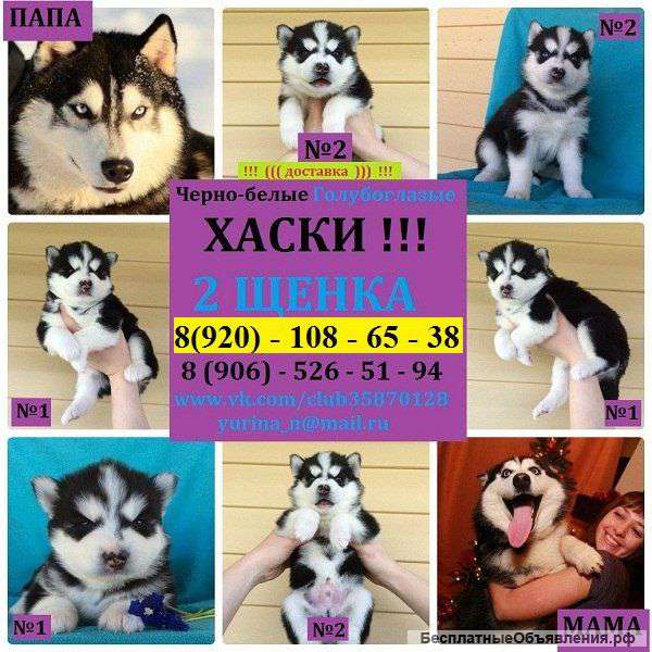 Чёрно-белые голубоглазые щеночки ХАСКИ