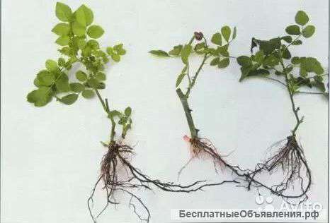 Саженцы роз