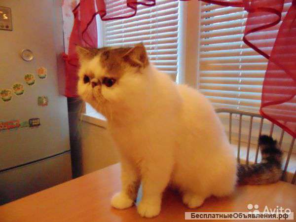 Котик экзот