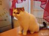 Котик экзот